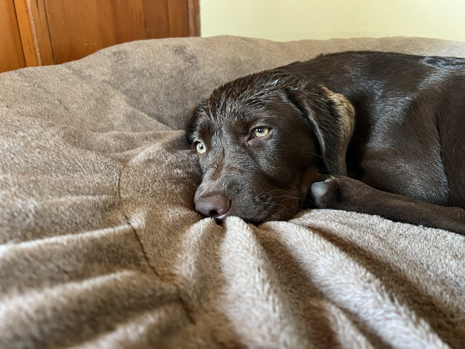 A labrador puppy in his bed after the rain