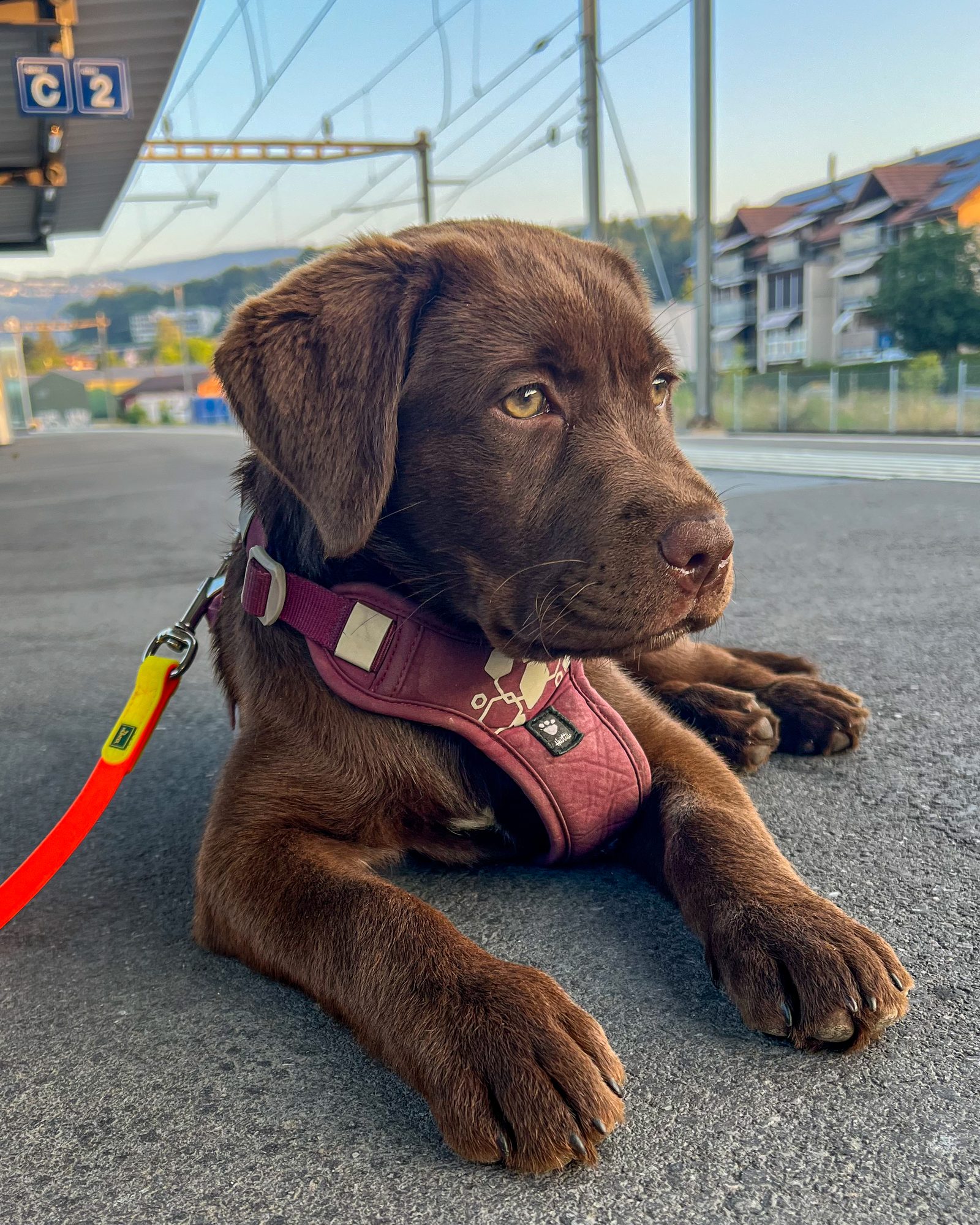 Labrador welpe in bahnhof